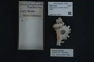 Homalocantha lamberti