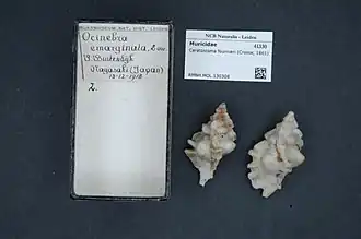 Ceratostoma fournieri