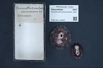 Fissurella peruviana