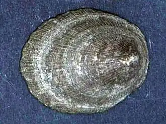 Nipponacmea concinna