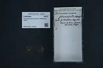 Potamacmaea fluviatilis