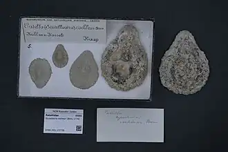 Scutellastra cochlear