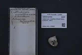 Calliotropis metallica