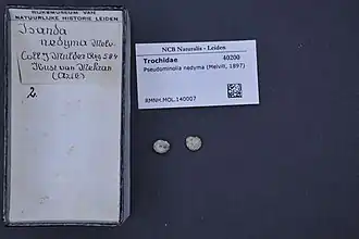 Pseudominolia nedyma