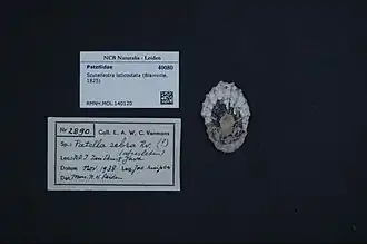 Scutellastra laticostata