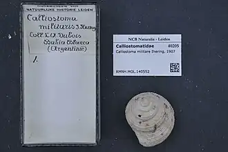 Calliostoma militare