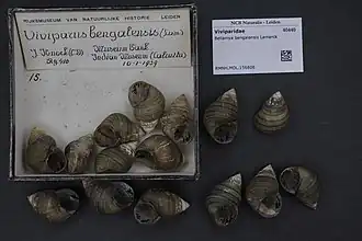 Bellamya bengalensis