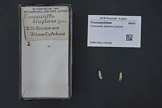 Truncatella diaphana