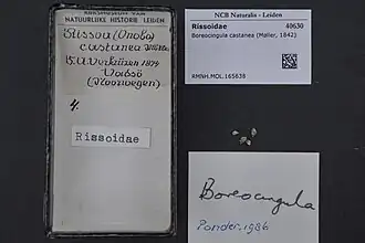 Boreocingula castanea