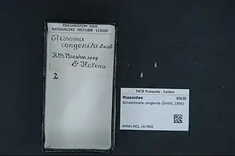 Schwartziella congenita