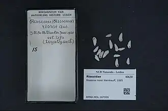 Schwartziella triticea