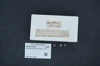 Omphalotropis plicosa