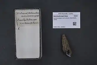 Koreoleptoxis amurensis