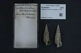 Cerithium atratum