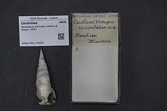 Rhinoclavis articulata