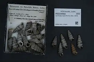 Cerithideopsis scalariformis