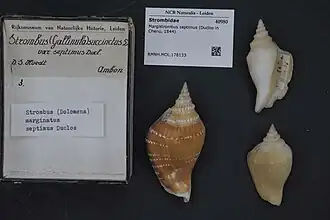 Margistrombus septimus