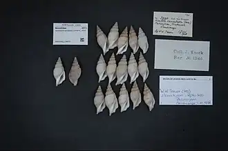 Varicospira cancellata