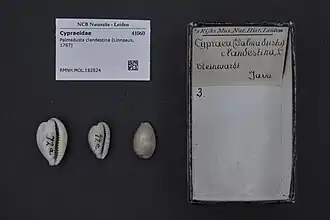 Palmadusta clandestina