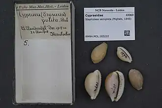 Staphylaea semiplota