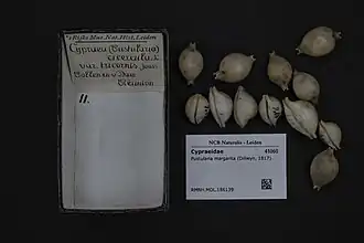 Pustularia margarita