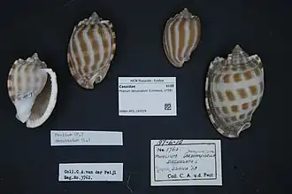 Phalium decussatum