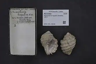 Mexacanthina lugubris