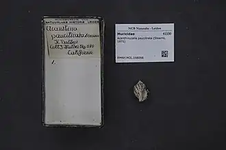 Acanthinucella paucilirata