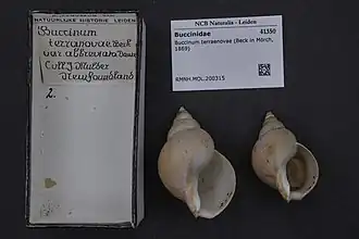 Buccinum terraenovae