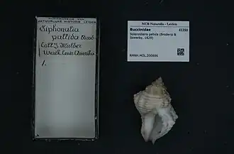 Solenosteira pallida