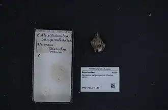 Gemophos sanguinolentus