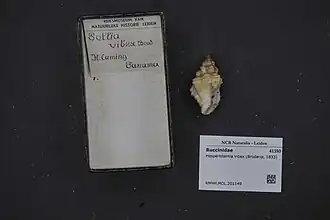 Hesperisternia vibex