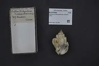 Cantharus tranquebaricus