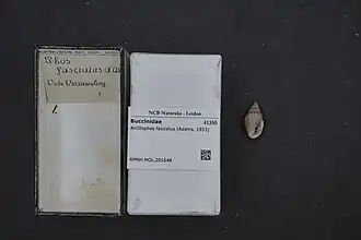 Antillophos fasciatus