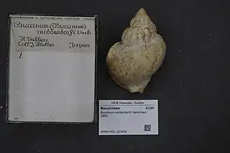 Buccinum middendorfii