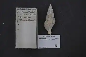 Plicifusus scissuratus