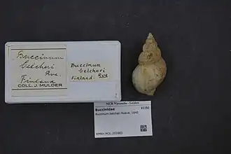 Buccinum belcheri