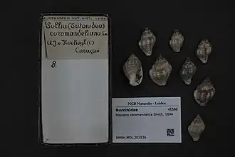 Nassaria coromandelica