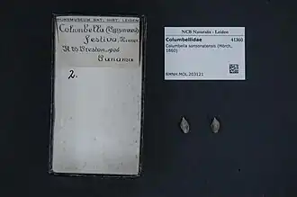 Columbella sonsonatensis