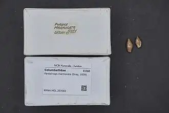 Pardalinops marmorata