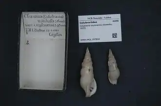 Colubraria ceylonensis