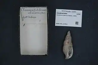Colubraria obscura