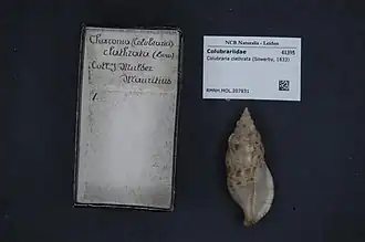 Colubraria clathrata