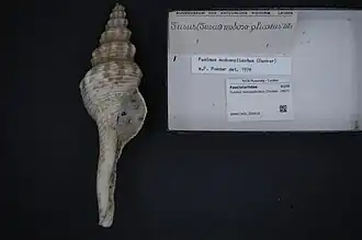 Fusinus nodosoplicatus