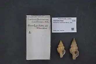 Peristernia smithiana