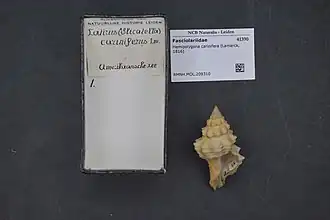 Hemipolygona carinifera