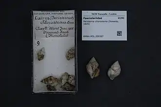 Peristernia chlorostoma