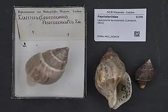 Leucozonia leucozonalis