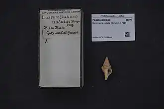 Polygona socorroensis