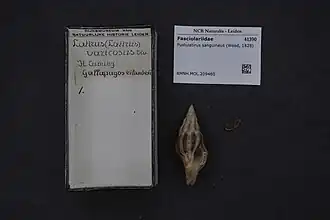 Pustulatirus sanguineus